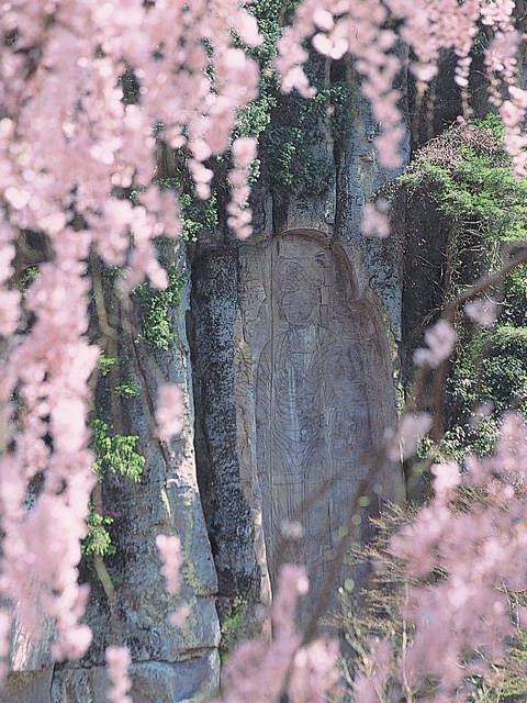 大野寺の桜の画像 3枚目