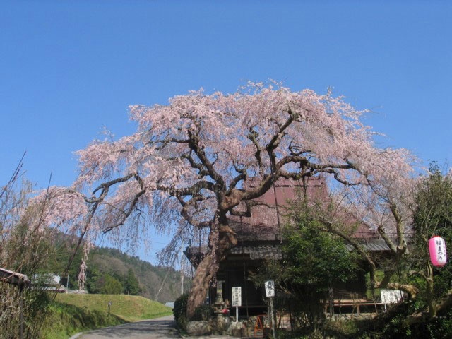 西光寺の城之山桜の画像 1枚目