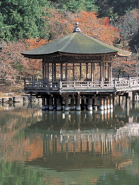 奈良公園の桜・紅葉の画像 3枚目