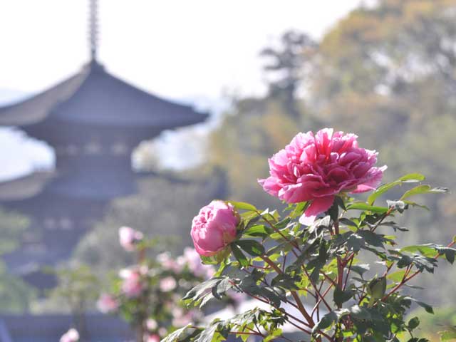 當麻寺奥院のボタン