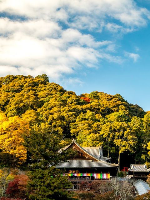 長谷寺の紅葉の画像 1枚目