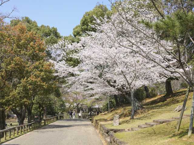 奈良公園の桜の画像 3枚目
