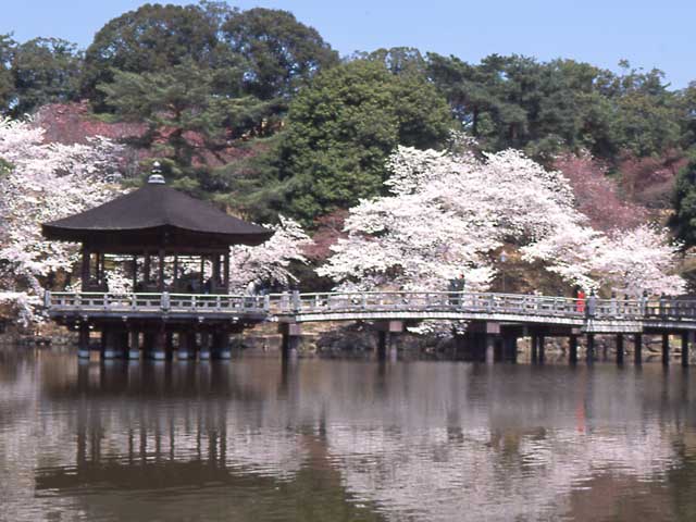 奈良公園の桜の画像 1枚目