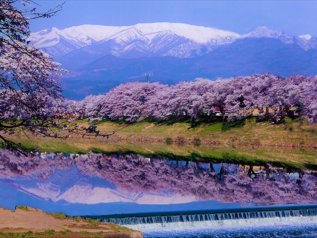 白石川堤一目千本桜の画像 1枚目