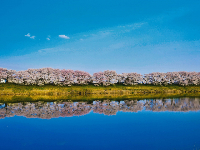 白石川堤一目千本桜の画像 2枚目
