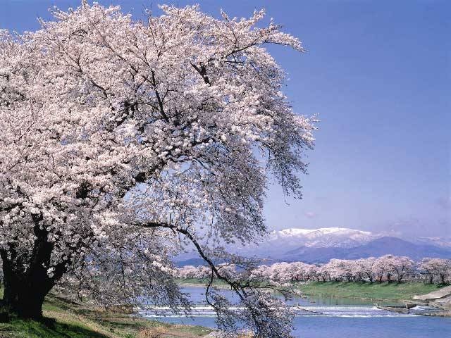 白石川堤一目千本桜の画像 4枚目