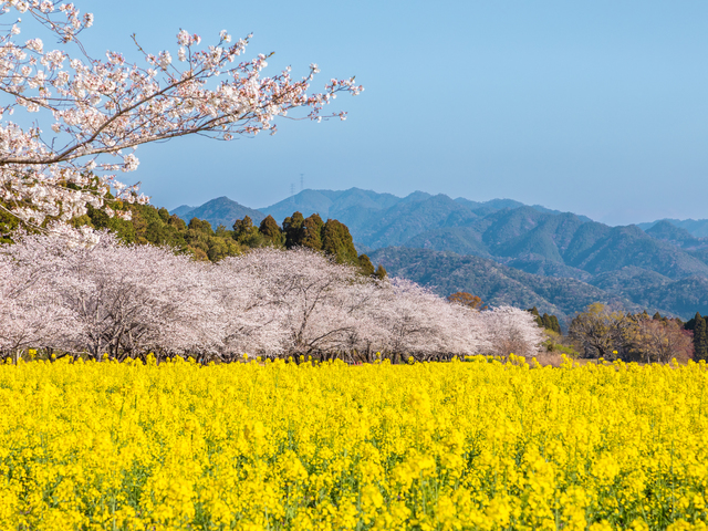 西都原古墳群の画像 2枚目