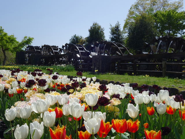 となみチューリップフェアの画像 4枚目