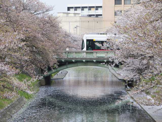 松川辺りの桜の画像 4枚目