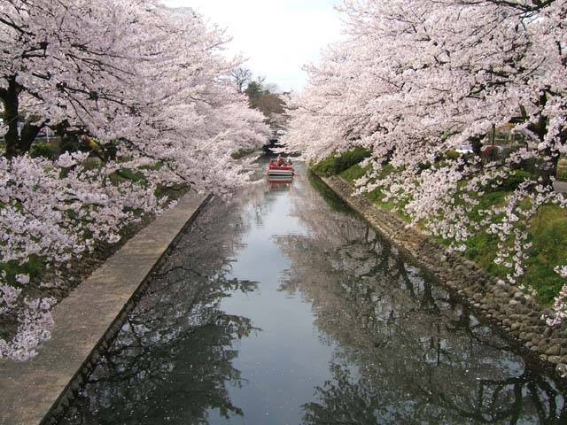 松川辺りの桜