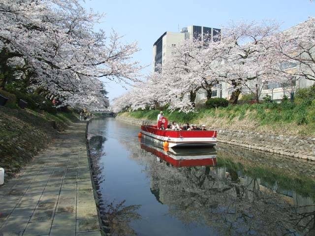 松川辺りの桜
