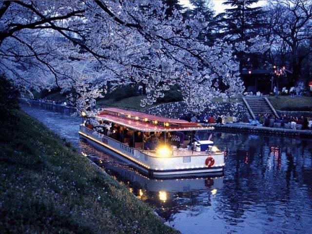 松川辺りの桜の画像 3枚目
