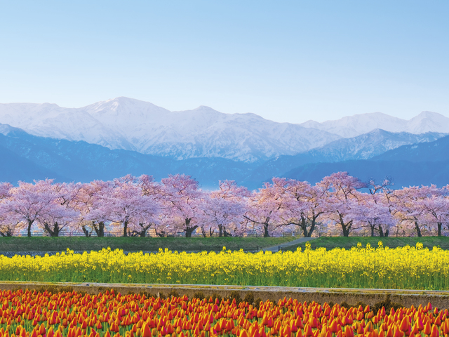 あさひ舟川「春の四重奏」の画像 2枚目