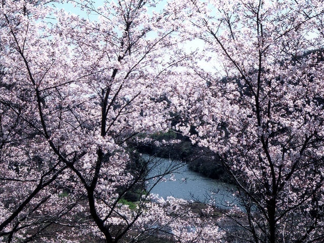 今富ダム公園の桜の画像 1枚目