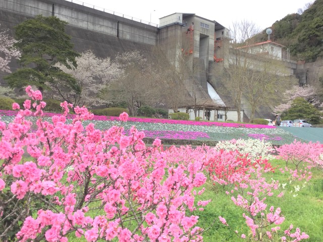 今富ダム公園の桜の画像 1枚目