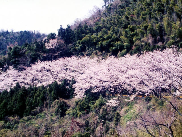 五条の千本桜の画像 1枚目