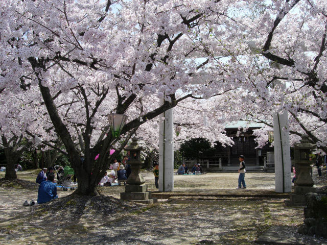 八田山公園の桜