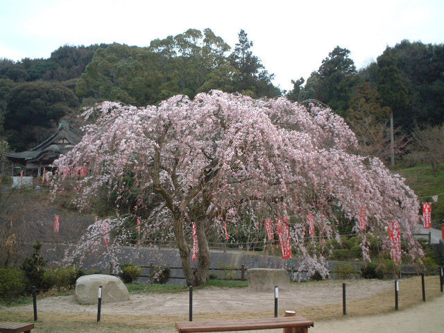 般若寺山の桜