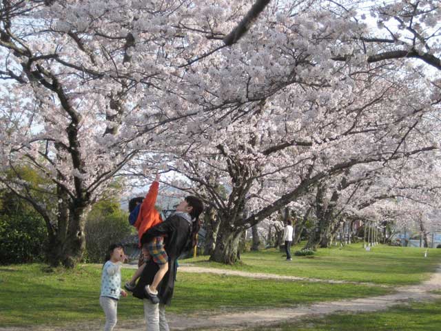 岡の上公園のサクラの画像 1枚目