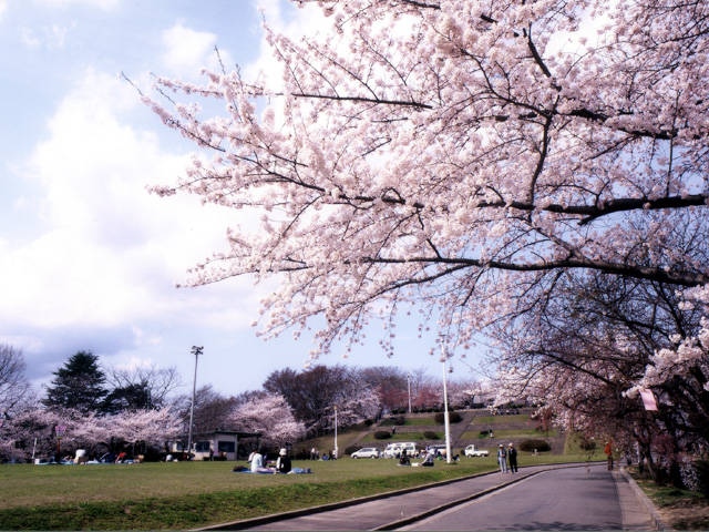 天童公園の桜