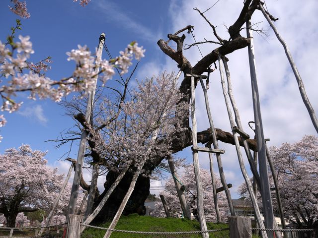 伊佐沢の久保桜の画像 1枚目