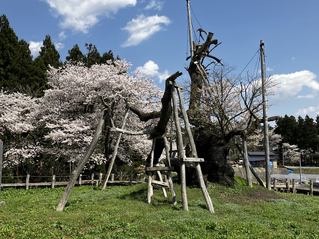 伊佐沢の久保桜の画像 2枚目
