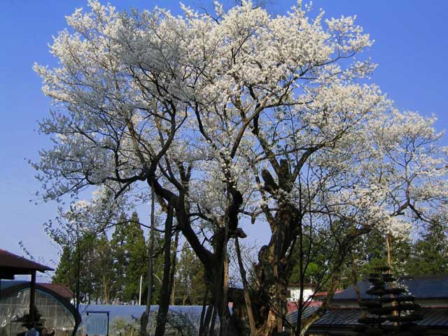草岡の大明神桜