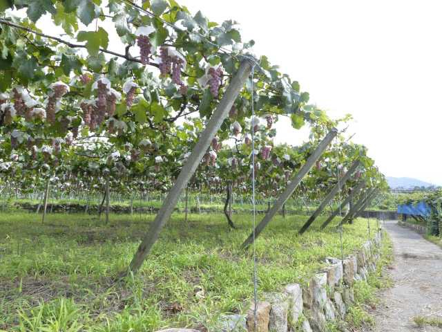 勝沼醸造の画像 4枚目