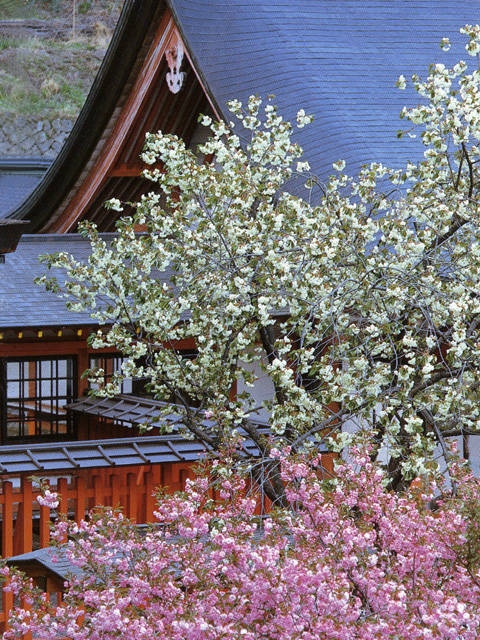 金櫻神社の桜の画像 1枚目