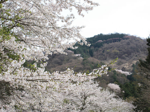 山の神千本桜