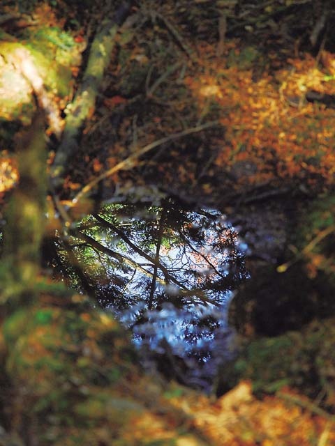 青木ヶ原樹海