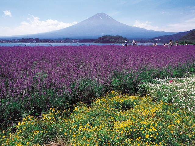 河口湖畔のラベンダーの画像 1枚目