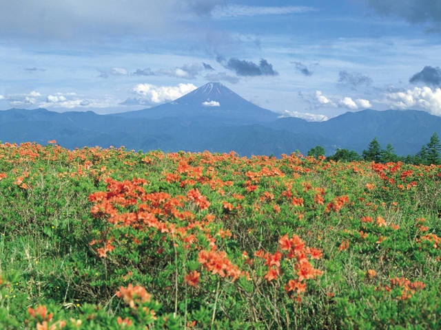 甘利山のレンゲツツジ・紅葉