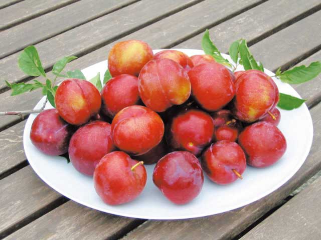 小野洋らん果樹園の画像 1枚目