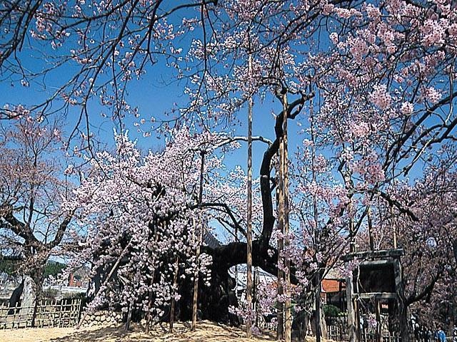 山高神代桜の画像 4枚目