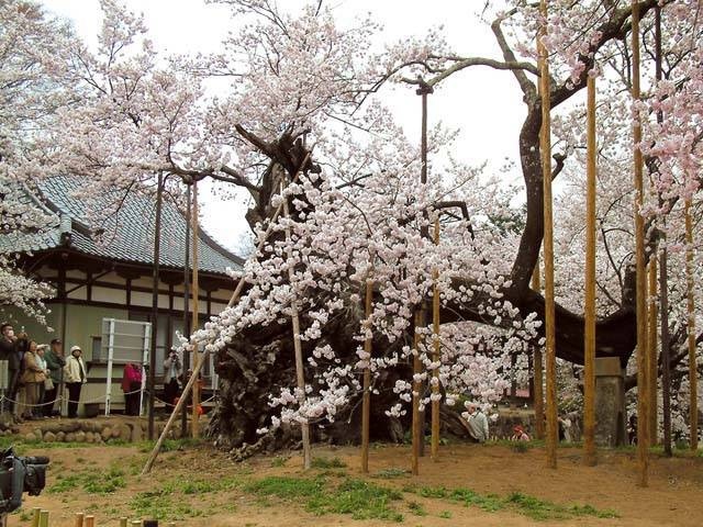 山高神代桜の画像 3枚目