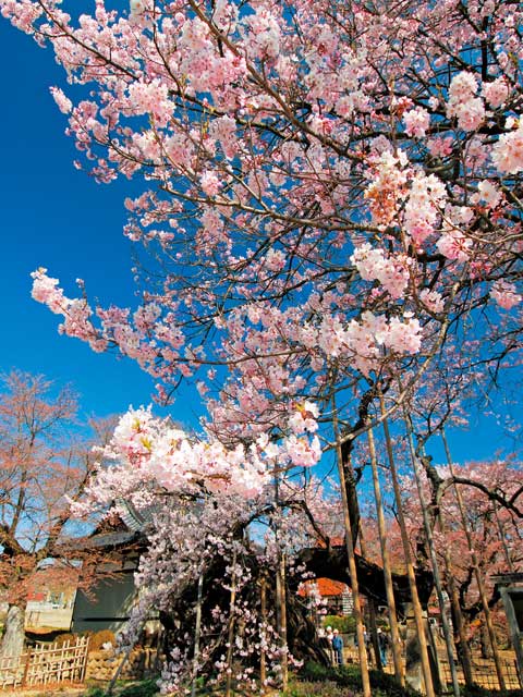 山高神代桜の画像 2枚目