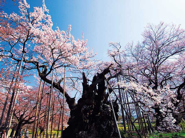 山高神代桜の画像 1枚目