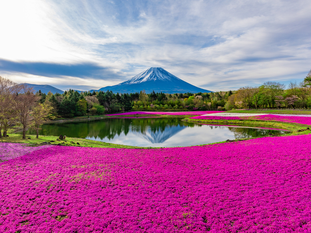 富士芝桜まつりの画像 1枚目