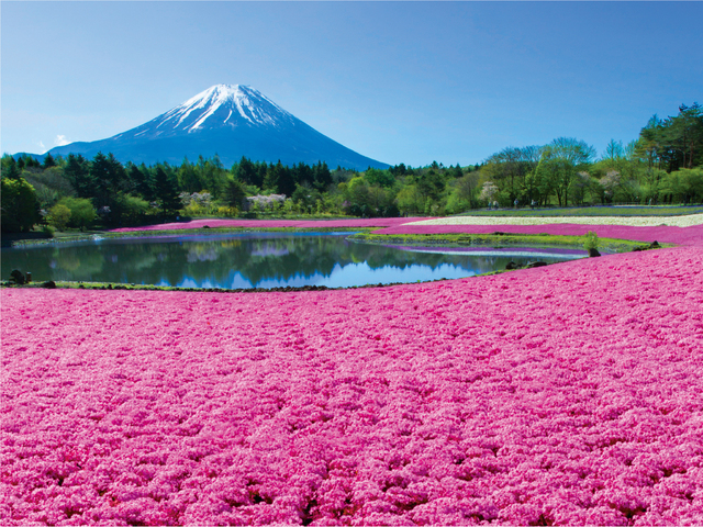 富士芝桜まつりの画像 2枚目