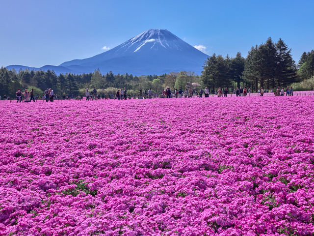 富士芝桜まつりの画像 1枚目