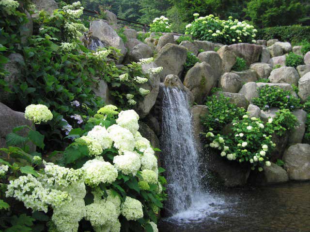 山中湖 花の都公園「清流の里」