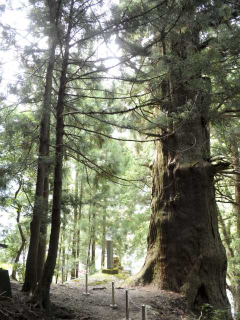 湯島の大杉の画像 1枚目