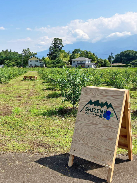 SHIZENブルーベリー園の画像 1枚目