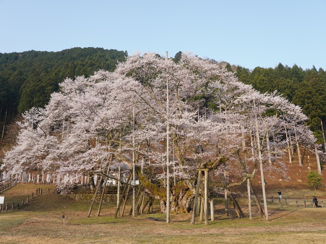 根尾谷淡墨桜の画像 1枚目