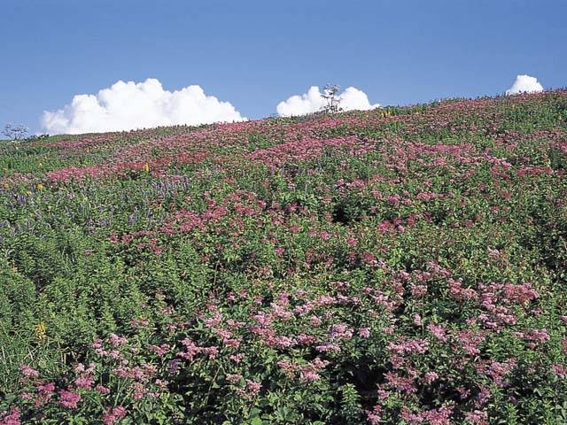 伊吹山ドライブウェイ