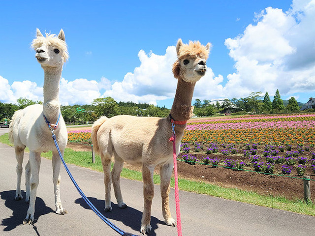 ひるがの高原 牧歌の里の画像 3枚目