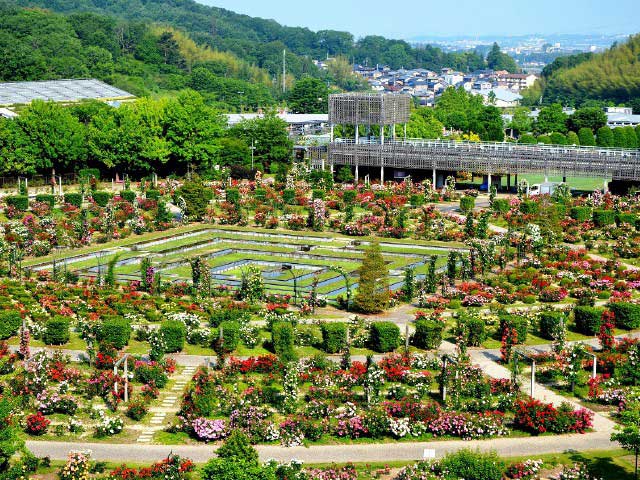 花フェスタ記念公園