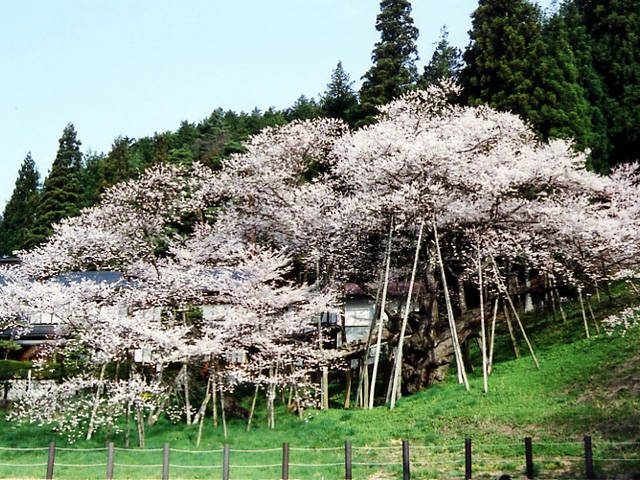 臥龍桜