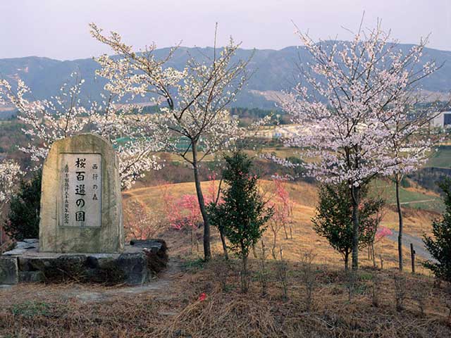 桜百選の園の画像 1枚目